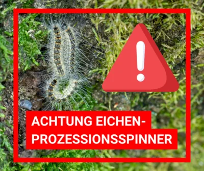 Eichenprozessionsspinner im Gemeindegebiet (Bild vergr&ouml;&szlig;ern)