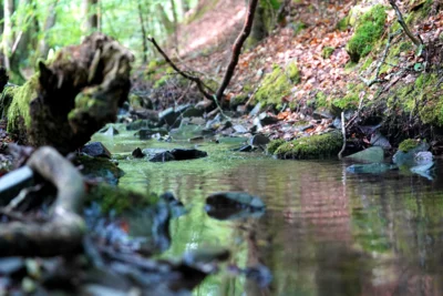 Bachlauf Sprudelnde Quellen und Bäche durchziehen den Nationalpark Kellerwald-Edersee wie ein feines Netz. Nun können BahnBonus Teilnehmende die Renaturierung und den Schutz dieser besonderen Lebensräume durch das gemeinsame Spendenprojekt des Nationalparks Kellerwald-Edersee und des NABU-Kreisverbands Waldeck-Frankenberg aktiv unterstützen. BILDQUELLE: Sari Arend / Nationalpark Kellerwald-Edersee (Bild vergr&ouml;&szlig;ern)