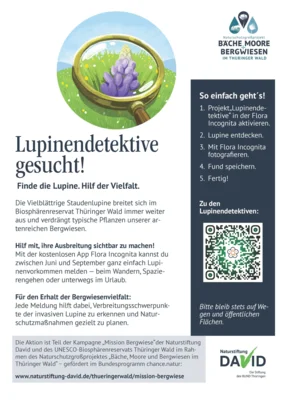 Lupinendetektive gesucht!