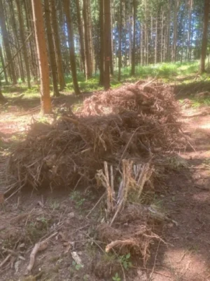 Illegale Grünschnittablagerung im Stadtwald Gelnhaar (Bild vergr&ouml;&szlig;ern)