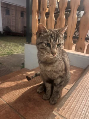 Junger Kater in Stromtal gefunden