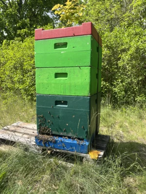 Hier wohnt das alte Bienenvolk (Bild vergr&ouml;&szlig;ern)