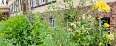 Meldung: Schulfest mit Seifenkistenrennen am 12. Juni 2026