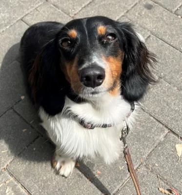Öffentliche Bekanntmachung zur Hundesteuer -Anmeldepflicht-