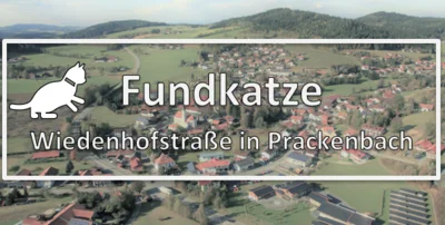 Fundkatze - Wiedenhofstraße