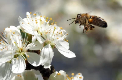 Meldung: Mit Freude am Imkern ins neue Bienenjahr