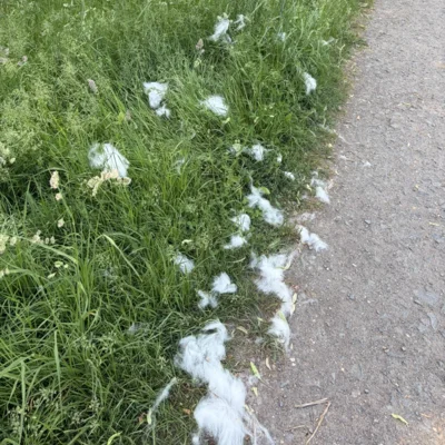 Weiße Hundehaare liegen am Wegesrand (Bild vergr&ouml;&szlig;ern)