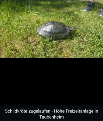 Meldung: Schildkörte gefunden