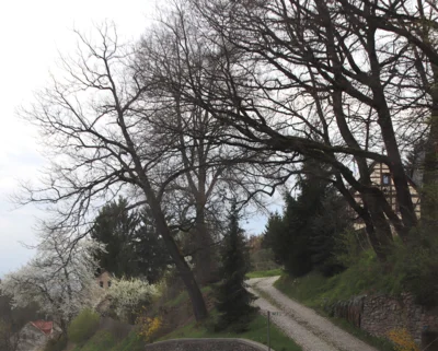 Baum an der Hauptstraße, Höhe Zufahrt Hof 3 (Bild vergr&ouml;&szlig;ern)