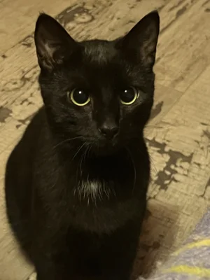 Oskar (2025) (Bild vergr&ouml;&szlig;ern)