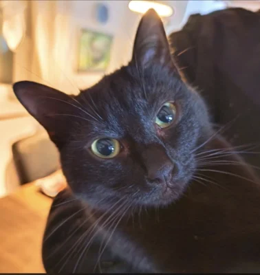 Bellatrix (2024/2025) (Bild vergr&ouml;&szlig;ern)
