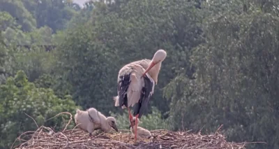 Unsere Küken wachsen und gedeihen!