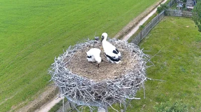 unsere beiden Storchenkinder 2026 (Bild vergr&ouml;&szlig;ern)