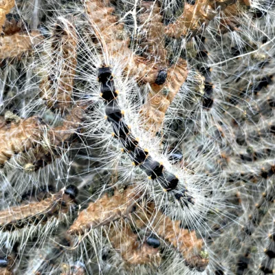 © Kreisfachberatung für Gartenkultur und Landespflege Eichenprozessionsspinnerraupe mit Brennhaaren