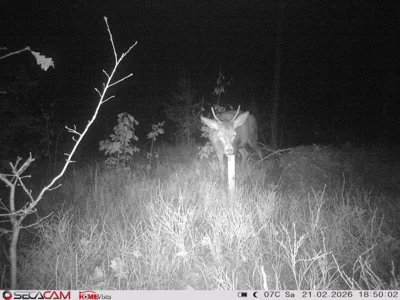 Wildkatzen-Jagd im Naturpark Niederlausitzer Heidelandschaft bringt Einblicke in die heimische Fauna (Bild: Naturpark Niederlausitzer Heidelandschaft) (Bild vergr&ouml;&szlig;ern)
