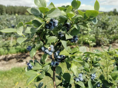 Beeren aller Art wie die Heidelbeeren vom Pritzwalker Obsthof stehen beim PriMa-Treff im Juli auf dem Pritzwalker Wochenmarkt im Mittelpunkt. Foto: Stadt Pritzwalk (Bild vergr&ouml;&szlig;ern)