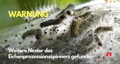 Update 2: Eichenprozessionsspinner: Nester entlang Bahnlinie in Richtung Albrechtshain