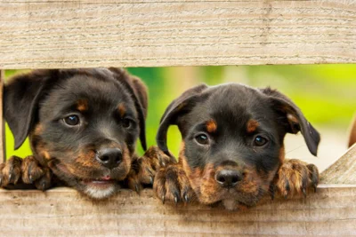 Foto: Welpen © pixabay.de Foto zur Meldung: Hundesteuersatzung und Hundebestandsaufnahme