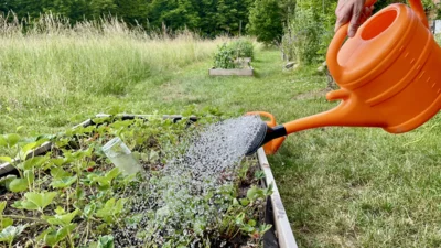 Ein Beet wird mit Hilfe einer Gießkanne gegossen, Foto: Auwaldstation (Bild vergr&ouml;&szlig;ern)