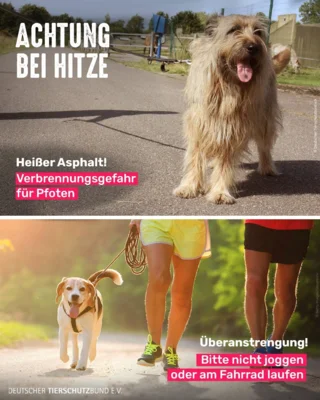 Informationen vom Tierschutzbund (Bild vergr&ouml;&szlig;ern)