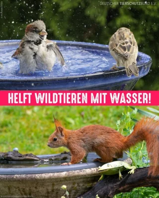 Informationen vom Tierschutzbund (Bild vergr&ouml;&szlig;ern)