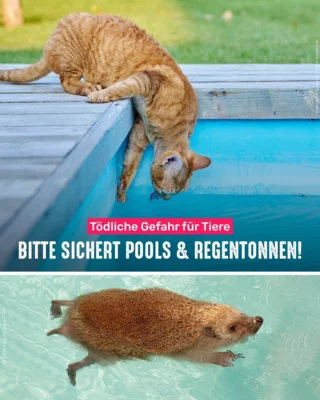 Informationen vom Tierschutzbund (Bild vergr&ouml;&szlig;ern)