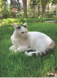 Katze "Kaya" gesucht