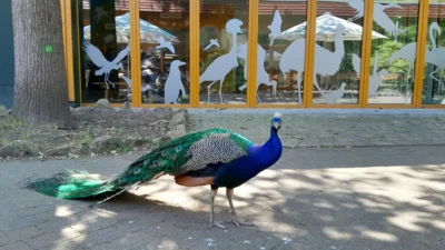 Jahrgang 4 besucht den Naturzoo Rheine (Bild vergr&ouml;&szlig;ern)