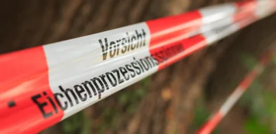 Meldung: Eichenprozessionsspinner im Gemeindegebiet