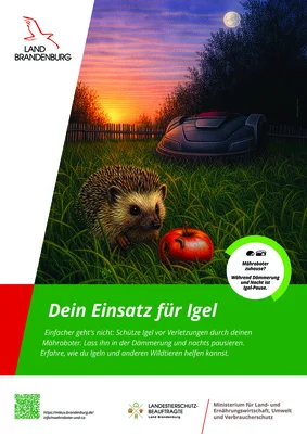 Foto: Igel werden vom Mähroboter gefährdet © Land Brandenburg Foto zur Meldung: Schutz für gefährdete Igel – Pause für Mähroboter