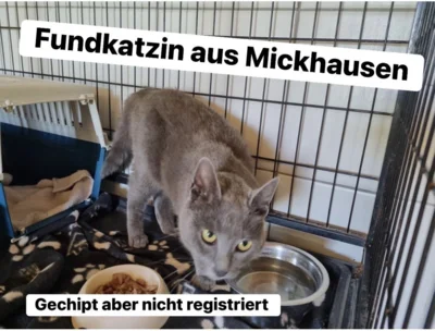 Quelle Tierheim (Bild vergr&ouml;&szlig;ern)