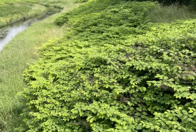 Japanischer Staudenköterich wächst großflächig an einem Flussufer, Foto: Auwaldstation (Bild vergr&ouml;&szlig;ern)