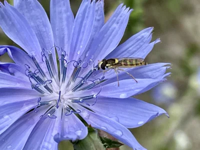 Wegwartenblüte mit Schwebfliege, Foto: Auwaldstation