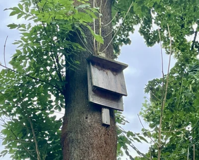 Ein Fledermauskasten hängt an einem Baumstamm, Foto: Auwaldstation (Bild vergr&ouml;&szlig;ern)