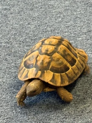 Schildkrötenbesuch