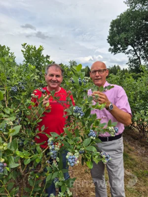 Zwischen mannshohen Heidelbeeren: Obsthof-Betreiber Bernd-Uwe Arndt und Bürgermeister Dr. Ronald Thiel schauen sich die Fruchtstände an. Foto: Stadt Pritzwalk (Bild vergr&ouml;&szlig;ern)