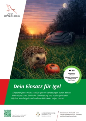 Mähroboter können für Igel zur tödlichen Gefahr werden (Bild vergr&ouml;&szlig;ern)