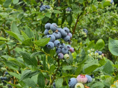 Heidelbeeren gibt es auch beim Beerenmarkt am Mittwoch, 8. Juli, auf dem Pritzwalker Wochenmarkt. Foto: Stadt Pritzwalk (Bild vergr&ouml;&szlig;ern)