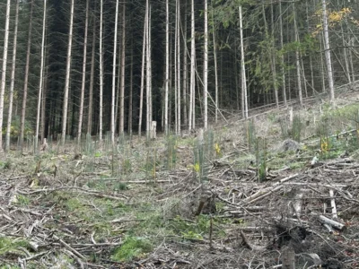 „Wer einen Baum pflanzt, pflanzt Hoffnung.“ (Bild vergr&ouml;&szlig;ern)