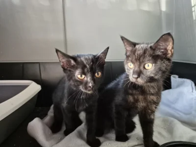Zwei junge Fundkatzen bei Göhlsdorf gefunden (Bild vergr&ouml;&szlig;ern)