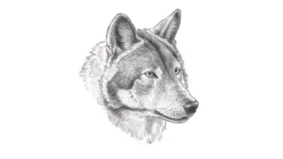 Meldung: Informationen zum Stand der Änderung des Sächsischen Jagdgesetzes und zur Erarbeitung des Managementplans Wolf