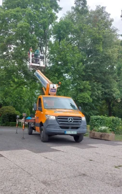 Eichenprozessionsspinner: Fachgerechte Entfernung an sensibler Stelle