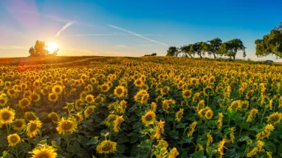Meldung: Sonnenblumenfeld bei Jarchow