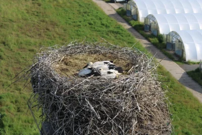 Jungstörche in einem Horst, Foto: Auwaldstation