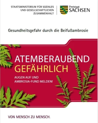 Gesundheitsgefahr durch die Beifußambrosie