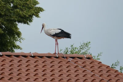 Besuch vom Storch