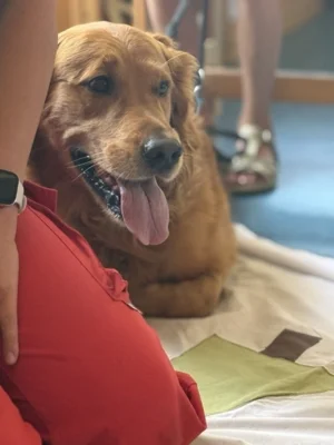 Meldung: Besuch der DLRG Rettungshundestaffel in der AG Schulhund