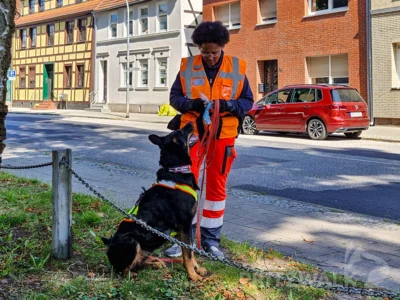 Rettungshunde aus ganz Deutschland waren in Pritzwalk zu Gast, um in der Innenstadt unter realen Bedingungen für den Ernstfall zu trainieren. Foto: Stadt Pritzwalk (Bild vergr&ouml;&szlig;ern)