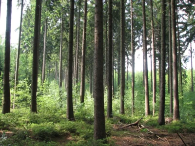 Blick in den Wald bei Eich © Sachsenforst (Bild vergr&ouml;&szlig;ern)