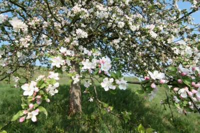 blühender Apfelbaum ©Andreas Ehlers